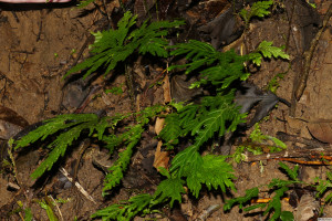 Selaginella arthritica    
